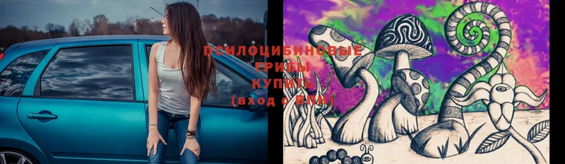 Галлюциногенные грибы Psilocybe  даркнет формула  Энгельс 